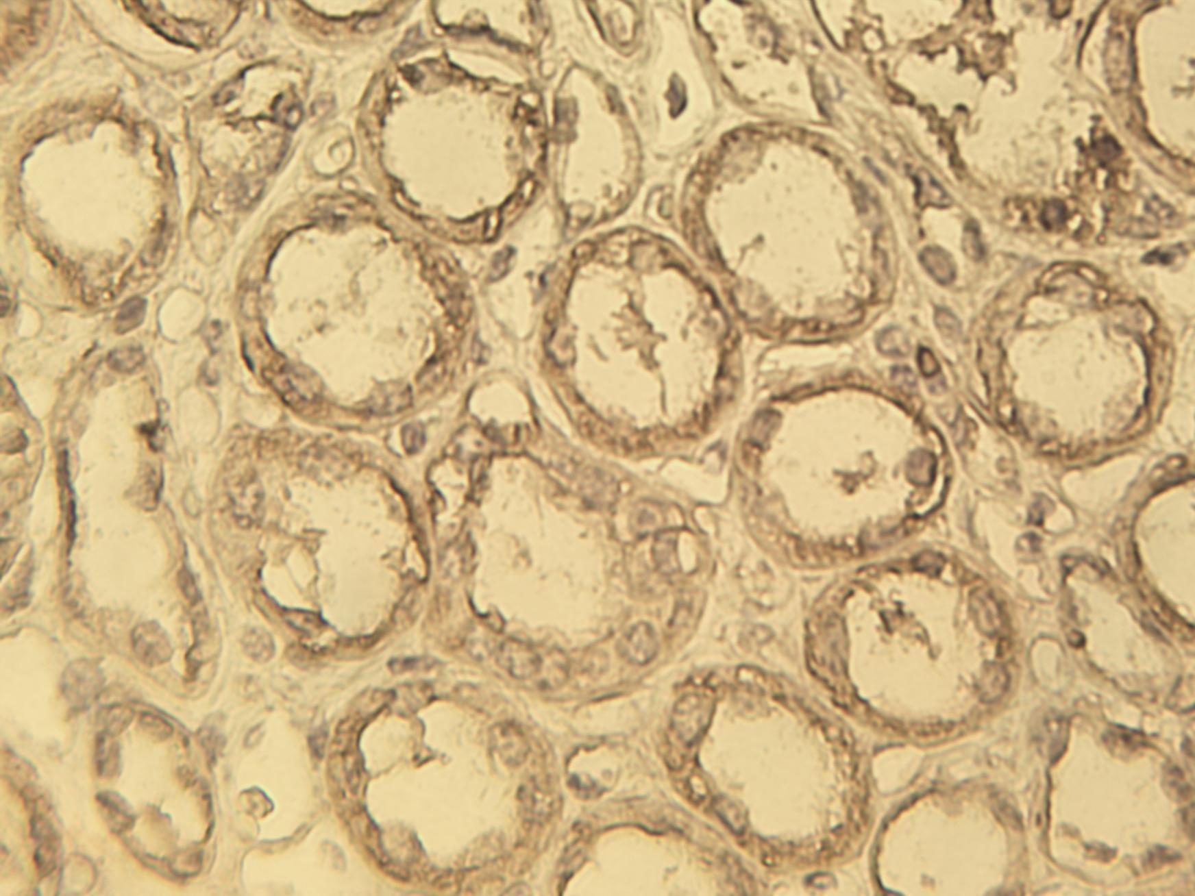 Immunohistochemical staining of normal kidney tissue section using c-Myc antibody, clone 33 (Cat. No. N115M) at 10 µg/ml.